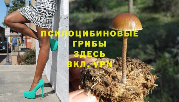 прущие грибы Вязьма