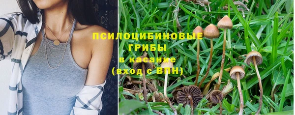 прущие грибы Вязьма