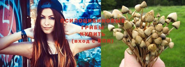 прущие грибы Вязьма